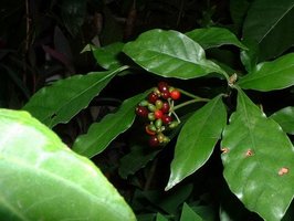 planta03.jpg