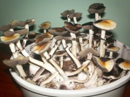 100_3096.jpg