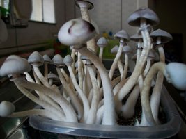 100_5693.jpg