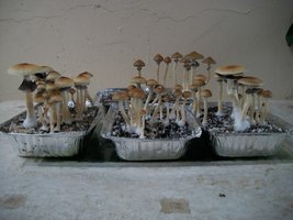 100_5708.jpg