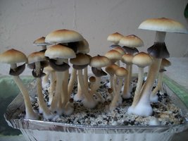 100_5711.jpg