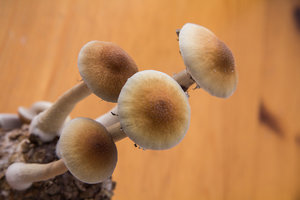 IMG_9583.jpg