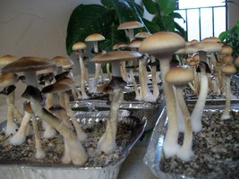 100_5732.jpg