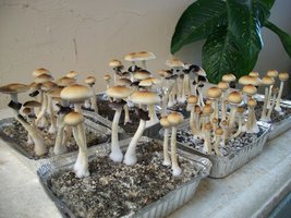 100_5727.jpg