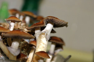 trasnkei-copo1-6.jpg