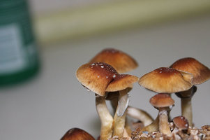 trasnkei-copo1-7.jpg