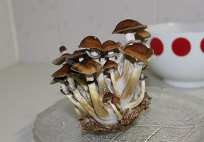 copo2-4.jpg