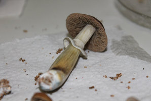 copo2-belo6.jpg