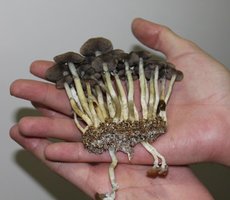 casing-cluster.jpg