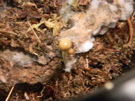 DSCN0968.JPG