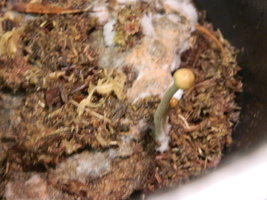DSCN0972.JPG