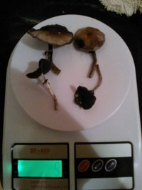 WP_000533.jpg