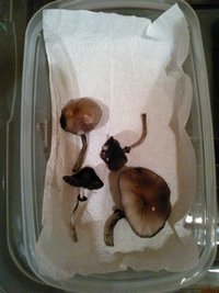 WP_000540.jpg