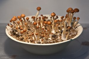 IMG_9230.jpg
