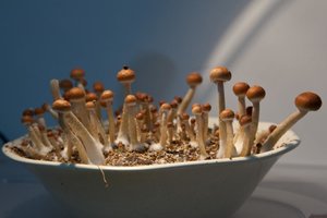 IMG_9233.jpg