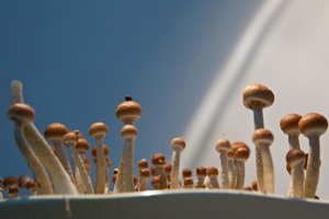 IMG_9236.jpg