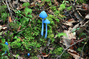 blue mushroom Entoloma hochstetteri 3.jpg