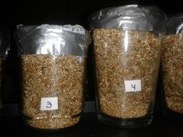 copo 3 e 4.jpg