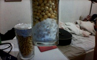 imagem102.jpg