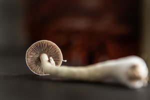 IMG_9304.jpg