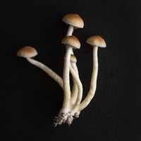 IMG_9305.jpg