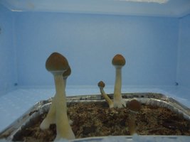 DSC01073.JPG