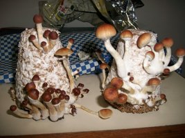 100_5781~1.jpg