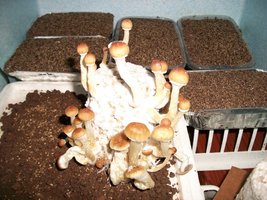100_5789~1.jpg