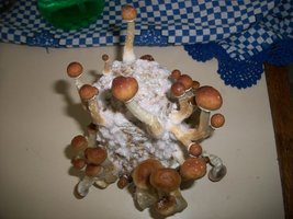 100_5791~1.jpg
