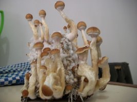 100_5797~1.jpg