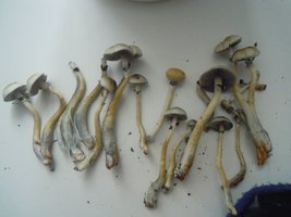 DSCN2412.JPG