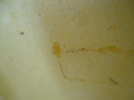 cabelo 1 e2.JPG