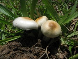 Psylocibe_cubensis_20111225_115250.JPG