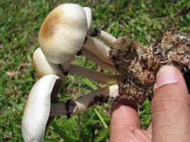 Psylocibe_cubensis_20111225_115356.JPG