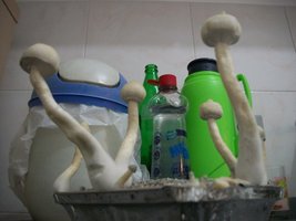 100_5814~1.jpg