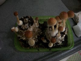 100_5825~1.jpg