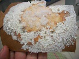 100_5832~1.jpg