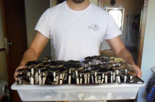 SAM_1993.JPG