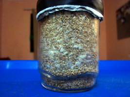 DSC07575.JPG
