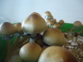 DSC01328.JPG