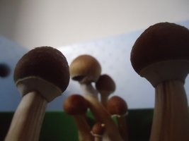 DSC01311.JPG