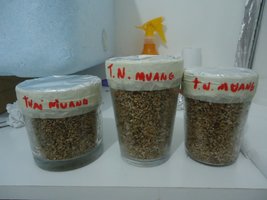 thai inoculado.JPG