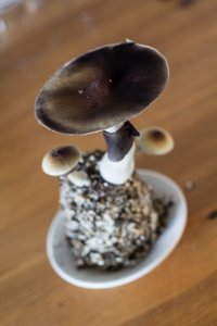 IMG_0119.jpg