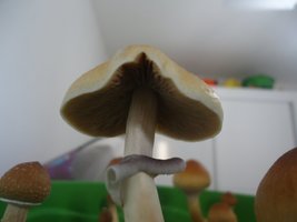DSC01372.JPG