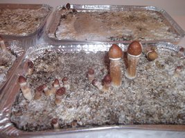 DSCF1125.JPG