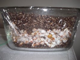 DSCF1129.JPG