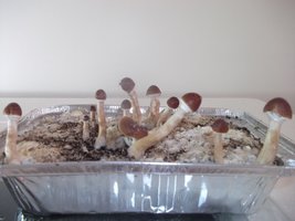 DSCF1137.JPG