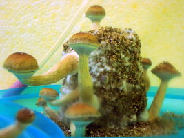 DSC07681.JPG