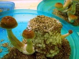 DSC07684.JPG