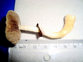 DSC07720.JPG